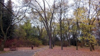 It's grey and cold, but the coffee doesn't mind 😀 - My Actifit Report Card: November 10, 2024