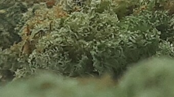 Day 39 – 2×2 AutoFlower – Teasixxer – Mob