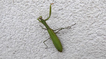 They shouldn't be here. What's going on? - Mantis and Ephippiger terrestris.