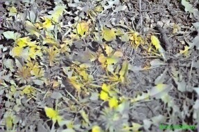 Full Spectrum Style Transfer Art - Dandelions