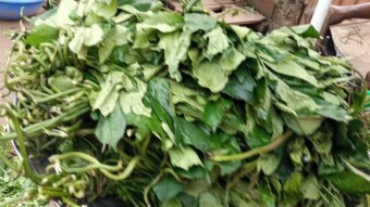 Vegetables Are Very Essential To Human Health
