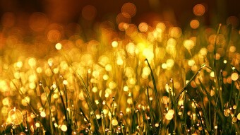 Gold Seeker
