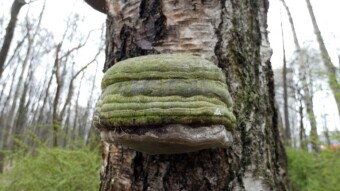 Birch infested by the tinder fungus - Spring penetration of the forest