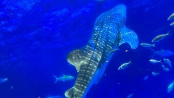 Kagoshima Aquarium, Japan