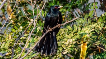 Asian Koel - Birding / Wildlife