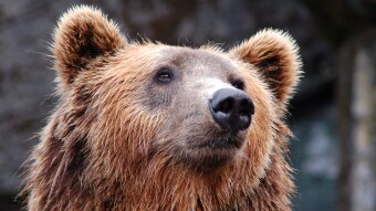 This is a bear market. Everybody just needs to chill.