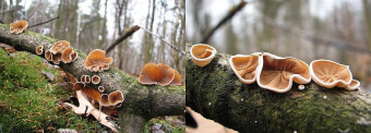 Mushrooms occurring in Europe - Schizophyllum amplum
