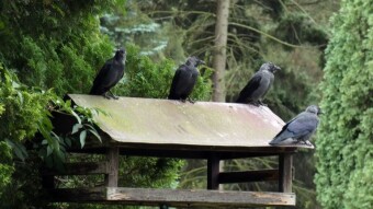 A bunch of four and patrol of the area