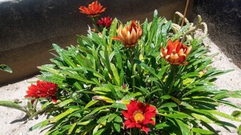 Gazania