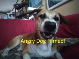 I Love Pets - Filming An Angry Dog Looking At Himself