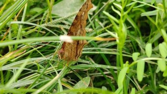 Butterfly videography.
