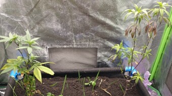 Slow start, whilst waiting for the mycorrhizae to fart.