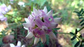 Flowers of Silesian land - Jura Krakow - Czestochowa