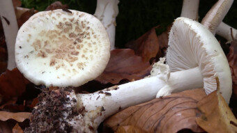 Citron amanita - a death trap for the inexperienced