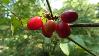 Cornelian cherry dogwood, a little-known vitamin bomb