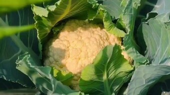 Cauliflower videography.