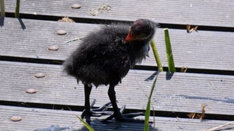 A bird with a rogue temperament - Common coot with young on my favorite pond