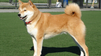 My very first Shiba Inu poem