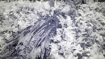 Fallen tree trunk in Fern patch - Ultraviolet and Infrared Photography