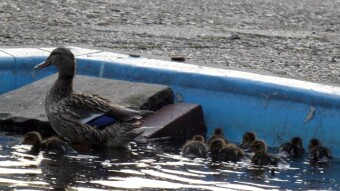 When the father of the ducks looks after the children, the mother at that time ...