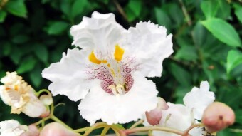 Rare trees in the park, walnut and Catalpa (Surma)