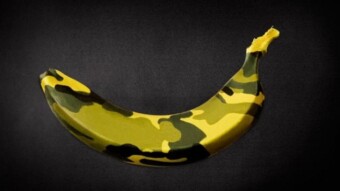 Let's Go Banano - For a Year Now