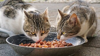 What A Cat Eats Is Influenced By This Quirky Factor!