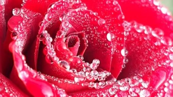 Hi it's nevlu123 today i will share my rose photography which i taken from a flower garden,Actually i have taken many kind of flowers but today i just share red rose flowers.