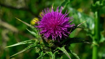 Milk thistle (Silybum marianum), a plant with beneficial effects on the human liver
