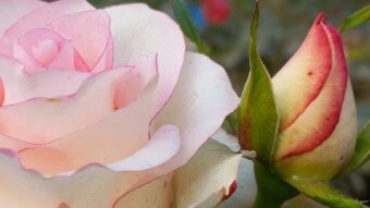 You are the only one in my eye.Poetry