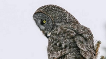 Owls