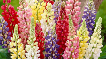Lupine