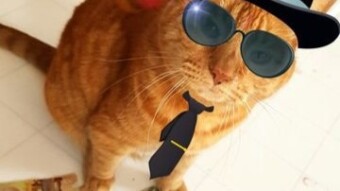 Catzcoin Airdrop - Free 100,000 CATZ