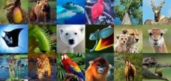 Which animal has the most species?
