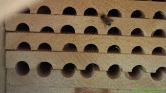A closer look at Solitary Bees Part 2