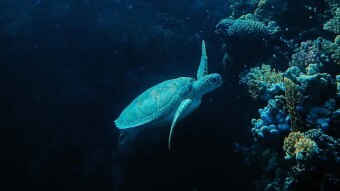 Underwater photography