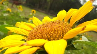 Sun Flower Photography.