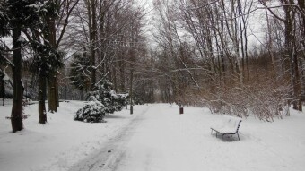 Continuation of the winter weather. The birds arrive in a break - My Actifit Report Card: Janures 13 2025