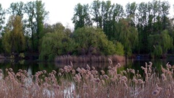A morning walk along the park paths and then a visit to the pond - My Actifit Report Card: April 5 2024