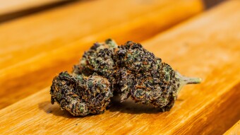 The most important cannabis research in 2020