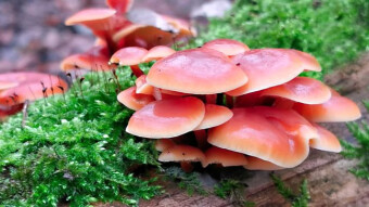 Warmth in a cold forest - Winter Flame, edible winter mushrooms - Flammulina velutipes
