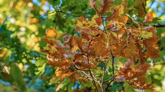 Nature - detail color