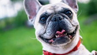 26 August International Dog Day