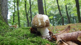 Panther amanita (Amanita pantherina) - a deadly trap for inexperienced mushroom pickers