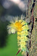 Close up and Personal with a Caterpillar