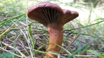 Brown slimecap summer mushroom almost like Suillus luteus