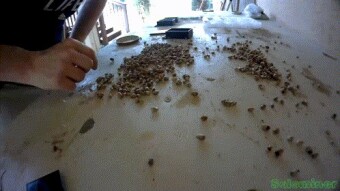 High Speed Gardening - Video Lapse