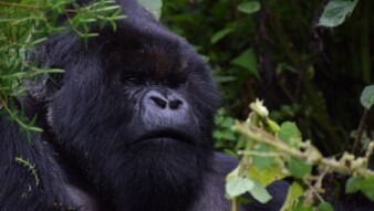 Endangered animals: Mountain Gorilla