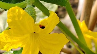 Insect photography and videography.