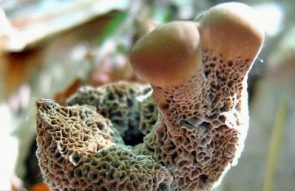 Mushrooms occurring in Europe - Inonotus triqueter
